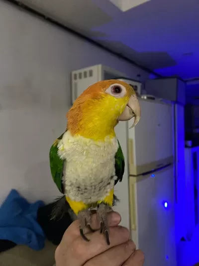 8 Aylık Caique Full Evcil