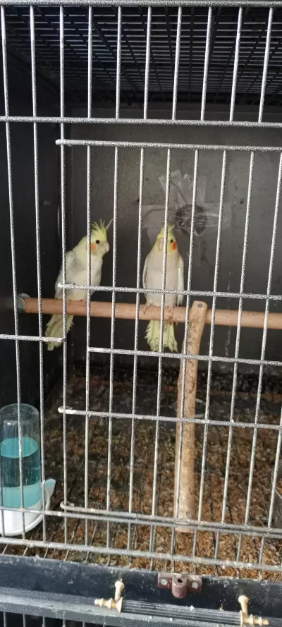Sultan Papağanı Yeni Eş