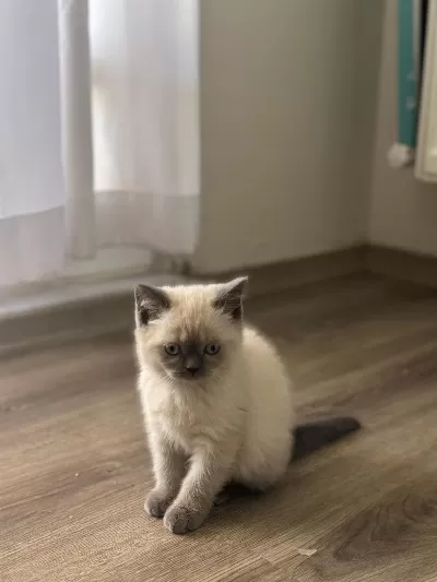 British Shorthair Blue Point Yavrularımız Yuva Arıyor