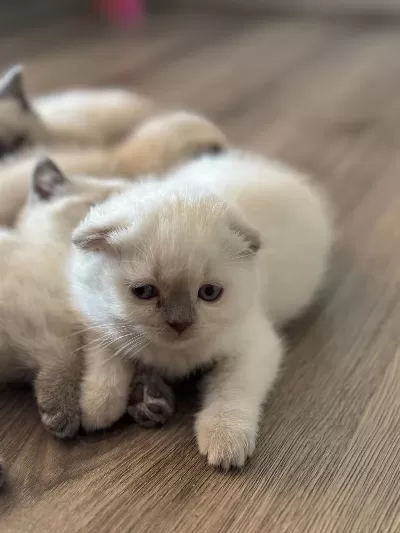 Scottish Shorthair Blue Point Yavru