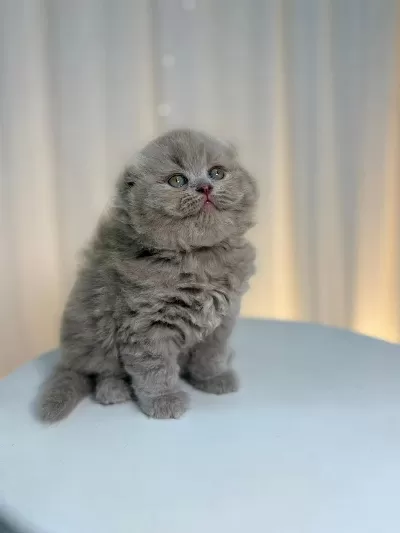 İrk Ve Sağlik Garantili Scottish Fold Yavru
