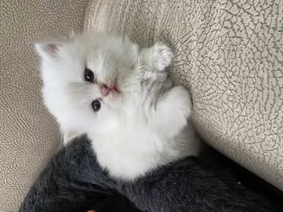 Dünyalar Tatlisi Gold British Longhair Yavrularımız
