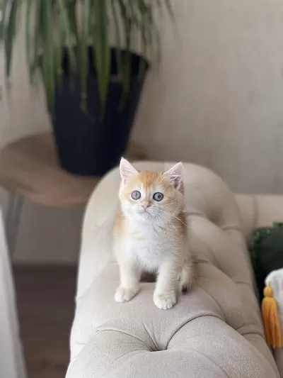 Safkan British Shorthair Golden Yavrum