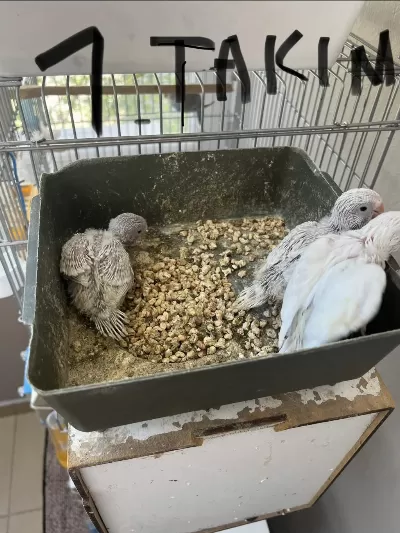 Yavrulu Muhabbet Kuşu Takımları