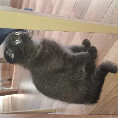 Erkek 3 Aylık Ücretli Scottish Fold