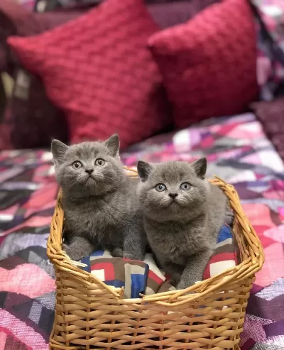 Güzeller Güzeli British Shorthair Yavrularim