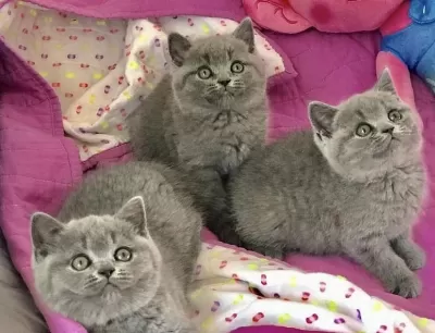 Güzeller Güzeli British Shorthair Yavrularim