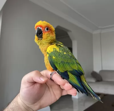 El Besleme Bebek Güneş Konur Papağani