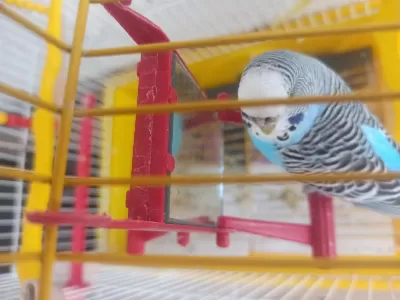 Sağlıklı Muhabbet Kuşumuz