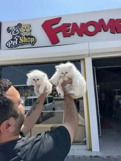 Shoooowwww Kalite Brıtısh Longhaır Yavrular Ankara
