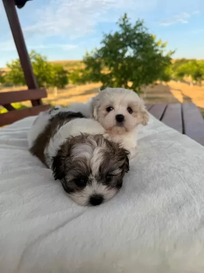 Açık Renk Ve Trecolor Shih Tzu Bebekler Sun Kennels