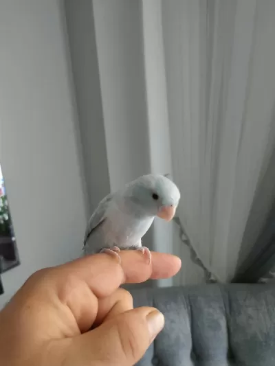 1 Yaşında Erkek Forpus Papağanı