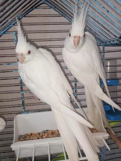 Bir Çift Orijinal Albino Kırmızı Göz Sultan Papağanı