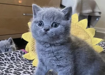 Güzeller Güzeli British Shorthair Yavrular