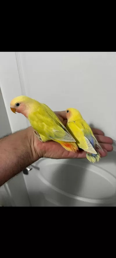 45 Günlük Alıştırmalık Sevda Papağanımız