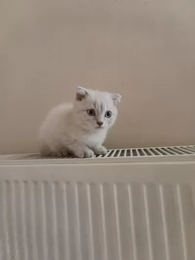 Safkan Dişi Ve Erkek Ayıcık Surat Kediler