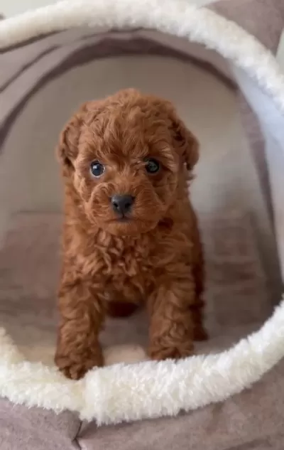 Sevimli Toy Poodle Yavrular