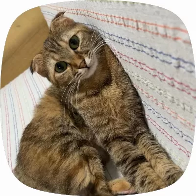 Ücretsiz Sahiplendirme 2 Yaşında Scottish Fold