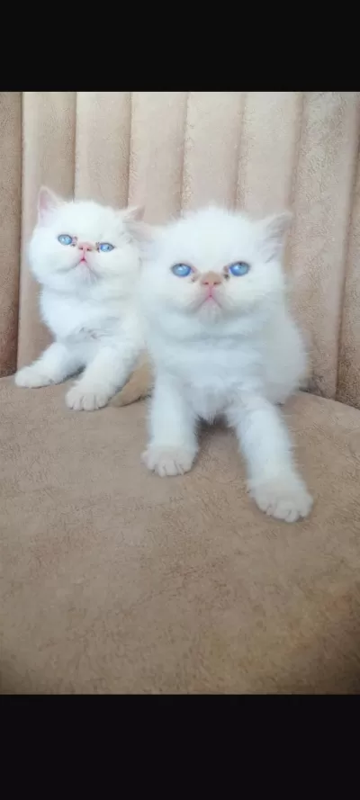 Sağlıklı Exotic Yavrularim