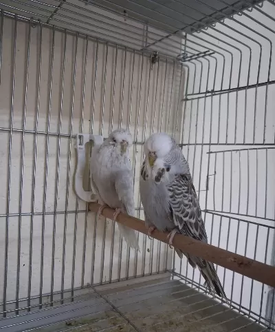 Dişi Show Jumbo Muhabbet Kuşları