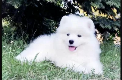 Harika Samoyed Saf İrk