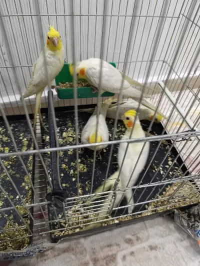 Sultan Ve Cennet Papağanları