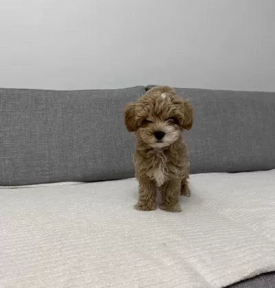 Ev Doğumlu Poodle Yavrum