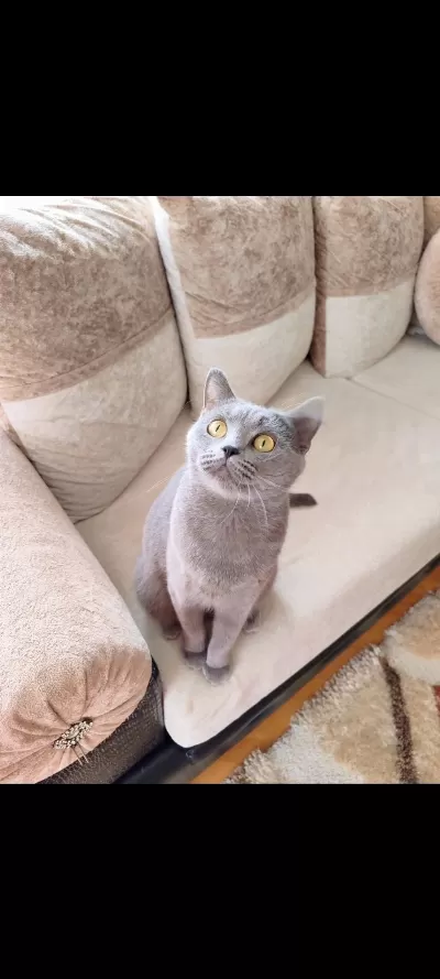 Gri Dişi British Shorthair Ücretsiz