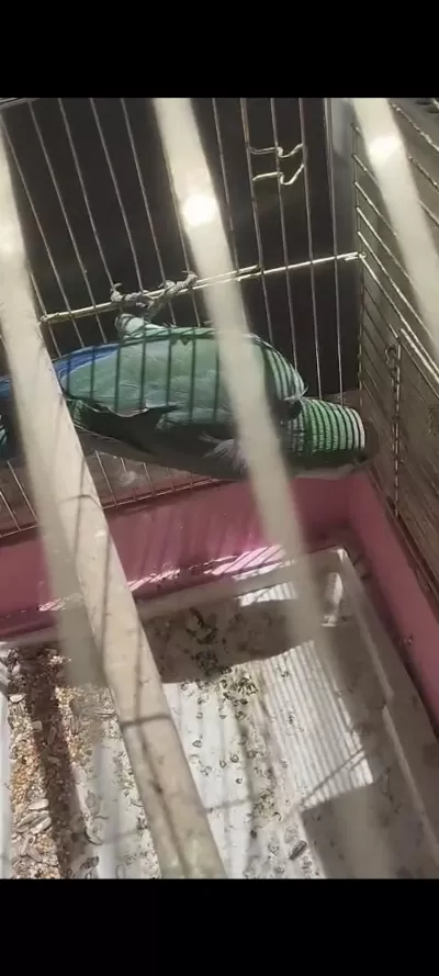 Erkek Konur 2023 Bilezikli