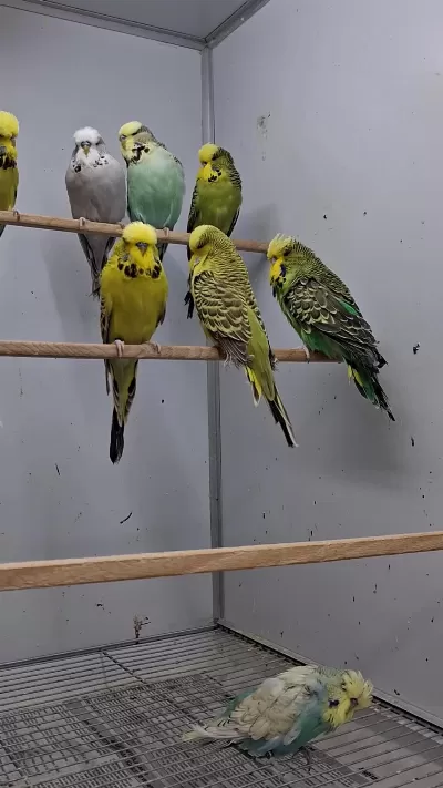 Show Jumbo Muhabbet Kuşları