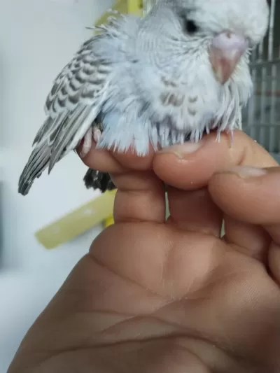 Çek Ve Jumbo Muhabbet Kuşları