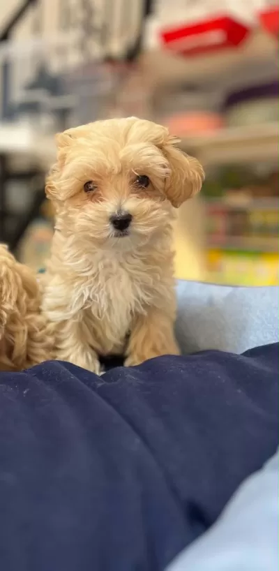 Orjinal Hipoalerjenik Teacup Maltipoo Yavrular