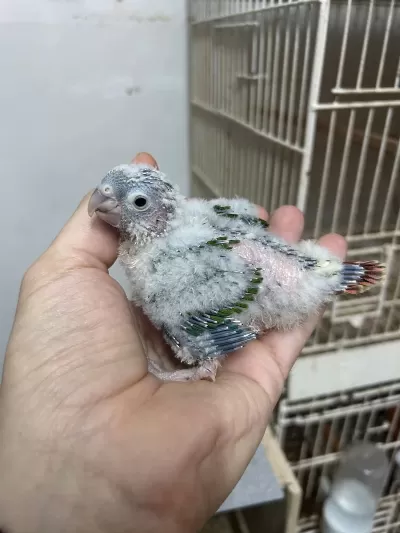3 Adet El Besleme Bebek Konur