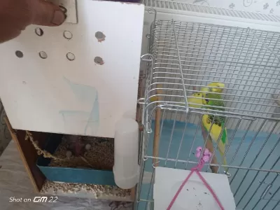 3 Yavrusuyla Birlikte Satılık Takım Muhabbet Kuşu