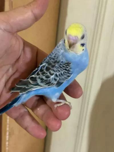 40-45 Günlük Arasi Renk Güzeli 5 Bebek