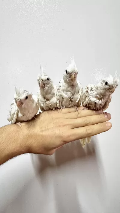 Albino Ve Wf Pearl Sultan Papağanı Yavruları