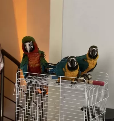 Mavi Macaw Papağanı Eğitime Açık