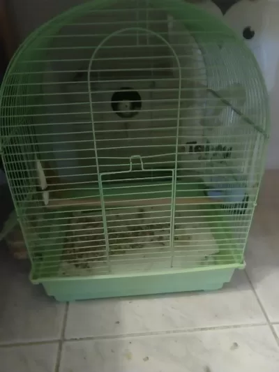 Takım Muhabbet Kuşu Yumurtlamaya Yakın