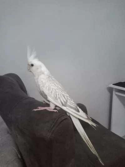 Evcil Yavru Sultan Papağanı