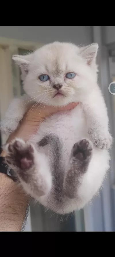 British Shorthair Kedisi