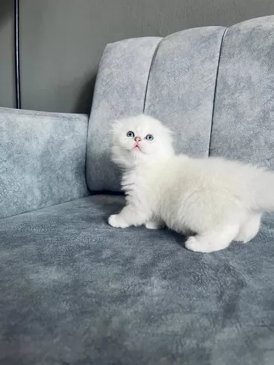 Scottish Fold Kedisi Beyaz