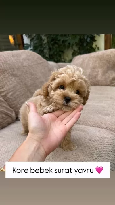 Efsane Maltipoo Bebeklerimiz