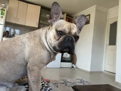 Erkek French Bulldog Karnesi Yoktur