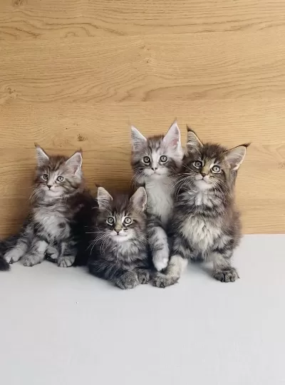 Değerini Bilene Xxl Maine Coon Bebeklerim
