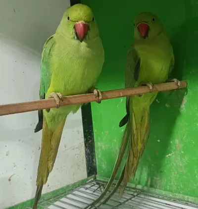 Kapalı Bilezik Pakistan Papağanlar