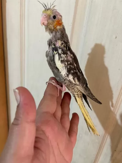40 Günlük El Besleme Bebek Sultan Papağani
