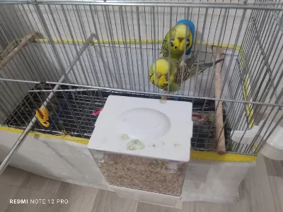 Jumbo Şov Muhabbet Takım Komple Kafesiyle Beraber