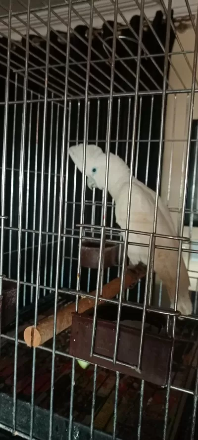 Kakadu Papağanı 10 Aylık
