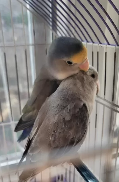 3 Muhabbet Kuşumu Ve 2 Cennet Papağanımı Takas Ediyorum