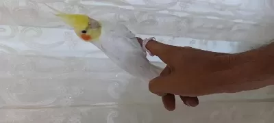 Harika Lutino Sultan Papağanı